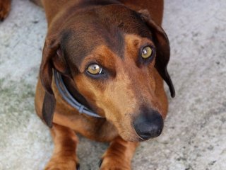 Кінологи назвали 5 причин, чому вам не варто заводити собаку