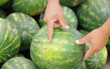 Кавуни: у чому їхня користь, у чому шкода, як правильно їх вибирати