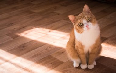 Сети покорил кот, который обожает объятия с собакой