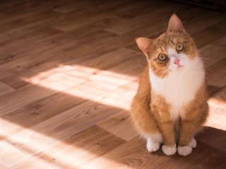 Сети покорил кот, который обожает объятия с собакой