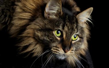 Дерзкий кот, требующий внимания к себе, насмешил сеть