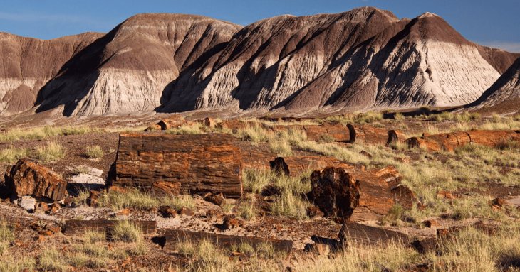 Окам’янілий ліс віком 200 мільйонів років: де побачити унікальні “кам’яні” дерева