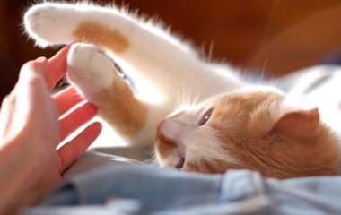 Медики выяснили, какое заболевание передается через царапины от кошек