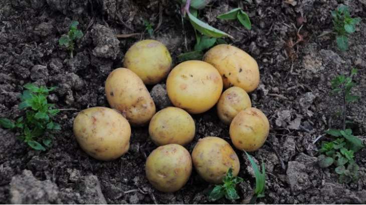 Рвота и диарея: как избежать ошибок в употреблении молодого картофеля