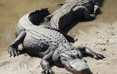 Житель Флориды украл аллигатора и пытался 
