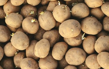 Просто покладіть один натуральний продукт до картоплі — паростків не буде цілу зиму