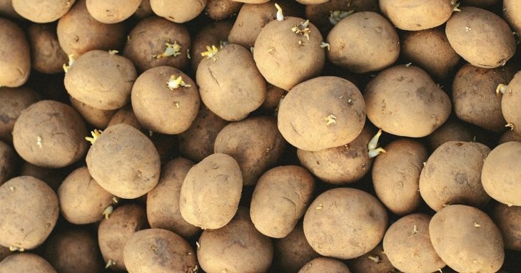 Просто покладіть один натуральний продукт до картоплі — паростків не буде цілу зиму