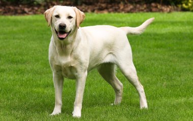 Сети насмешил лабрадор, не умеющий ловить предметы (ВИДЕО)