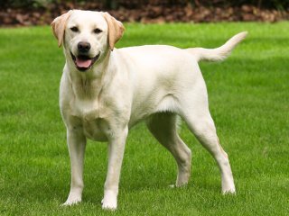 Мережі насмішив лабрадор, який не вміє ловити предмети (ВІДЕО)