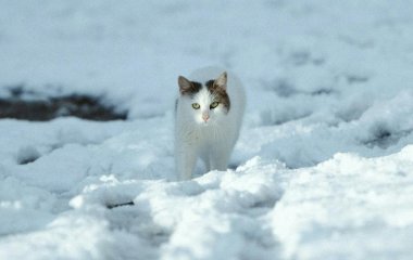 День ангела 6 лютого: кого та як вітати з іменинами