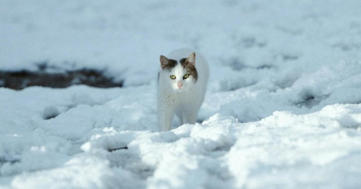 День ангела 6 лютого: кого та як вітати з іменинами