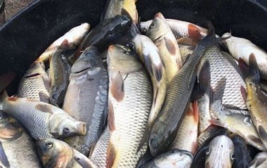 У якій рибі найменше кісток: популярні морські та річкові види