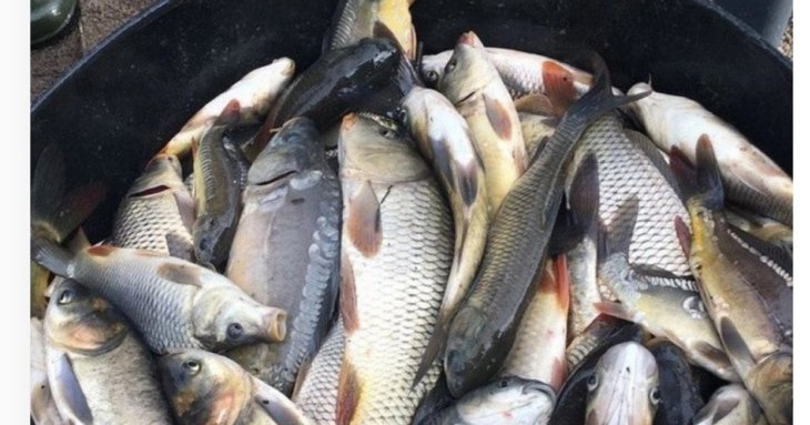У якій рибі найменше кісток: популярні морські та річкові види