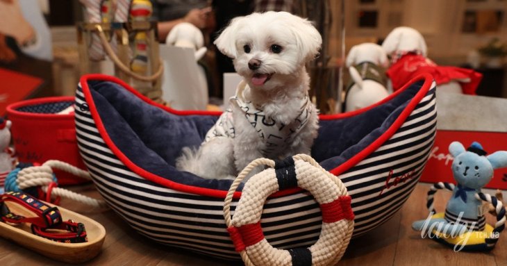 Як часто потрібно прати лежанку собаки: ветеринари назвали чіткі терміни