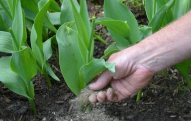 Чому не зацвіли тюльпани: які можливі причини та як це виправити