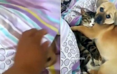 Сети умилил котик, спящий под одеялом в обнимку с щенком (ВИДЕО)