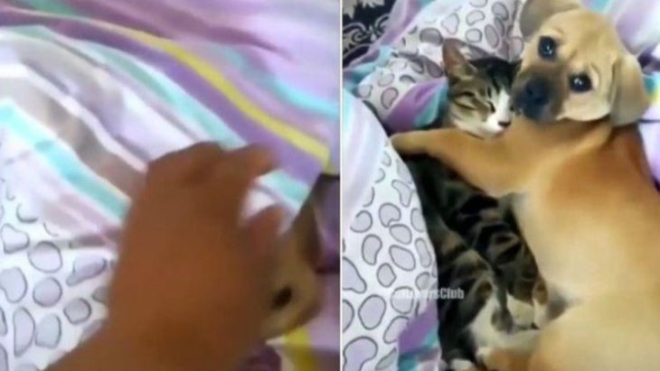 Сети умилил котик, спящий под одеялом в обнимку с щенком (ВИДЕО)