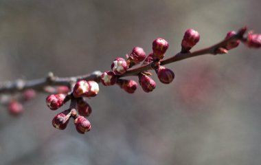 Коли та чим обробити абрикос та персик від моніліозу навесні: важливо не пропустити перше оприскування