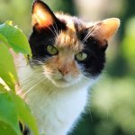 В Британии постоянно чихающему коту ищут новый дом (ВИДЕО)