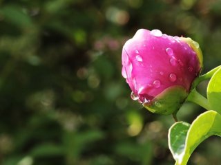 Зробіть це з півоніями у квітні — і вже влітку вони зацвітуть ще пишніше