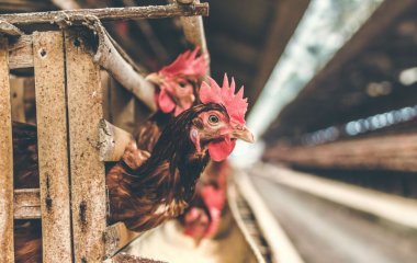 Що зробити, щоб в курнику було тепло взимку: кури нестимуться, наче влітку
