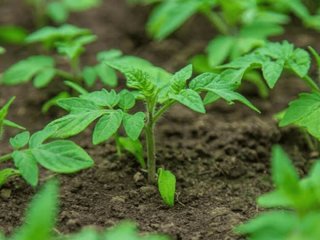 Як та чим краще підживлювати розсаду: поради фахівців