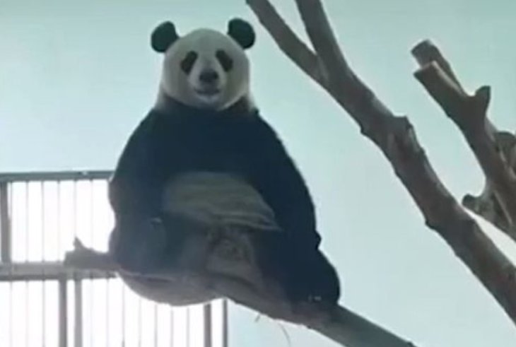 Панда захопилася медитацією заради «концепції здоров'я» (ВІДЕО)