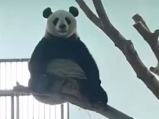 Панда захопилася медитацією заради «концепції здоров'я» (ВІДЕО)