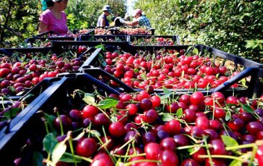Вишня виявилася корисною у боротьбі з діабетом та хворобами серця