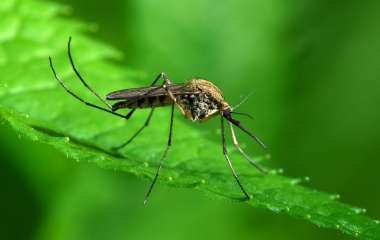 Как избавится от комаров народными средствами: 5 советов которые помогут