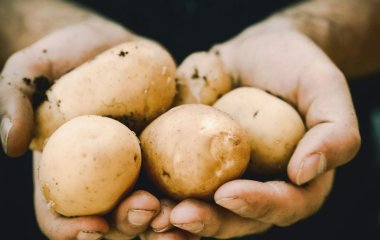 Чому досвідчені городники роблять на картоплі надріз перед висаджуванням: а ви і не здогадувалися