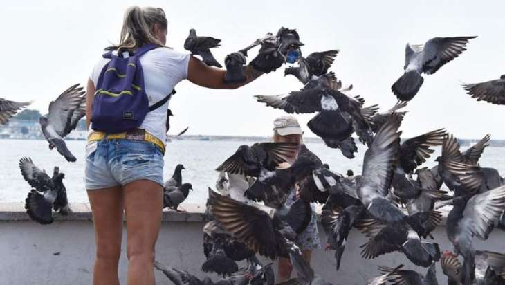 Инфекционист рассказал об опасности кормления голубей с рук