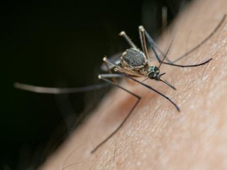 Як за допомогою туалетного паперу відігнати від оселі комарів: дієвий трюк, перевірений часом