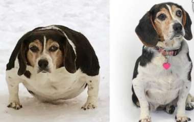 Сети покорила собаку, которой удалось существенно похудеть (ФОТО)
