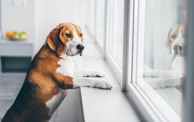 Песик, проверив, что дверь без стекла, все равно не вышел из дома из-за пустого пространства