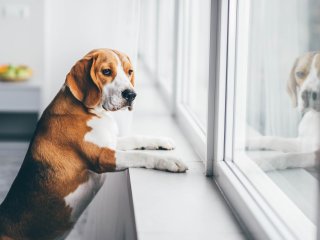 Песик, перевіривши, що двері без скла, все одно не вийшов із дому через порожній простір
