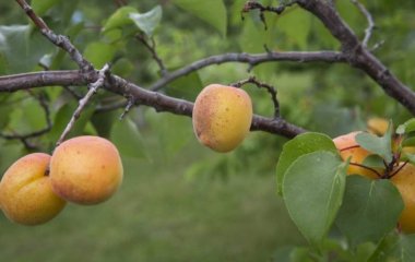 Дієтолог перерахувала корисні властивості абрикосів