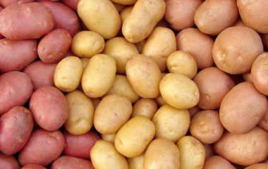 Картопля різного кольору, жовта, біла, червона – яка смачніша, яка краще зберігається