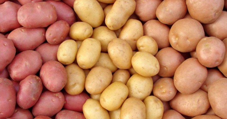 Картопля різного кольору, жовта, біла, червона – яка смачніша, яка краще зберігається