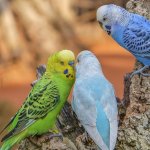 Жодного особистого життя: Мережу підкорив ревнивий папужок (ВІДЕО)