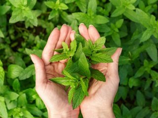 Яка користь м’яти для серця, мозку та кишківника: найкращі способи заготівлі на зиму