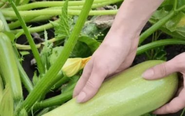 Чем подкармливать кабачки в июле, чтобы получить богатый урожай