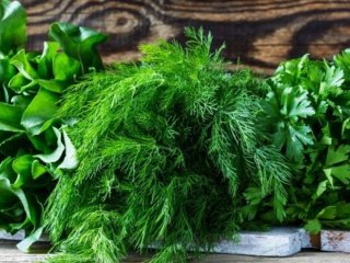 Користь сезонної зелені для організму: чому вона повинна бути в щоденному раціоні