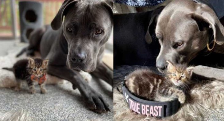 Огромный пес стал нянькой для котенка и покорил Сеть (ВИДЕО)