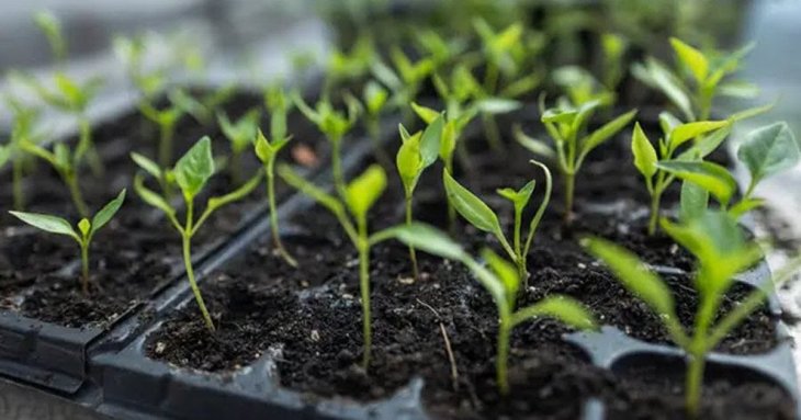 Що посіяти в лютому: повний перелік культур для городу та квітника