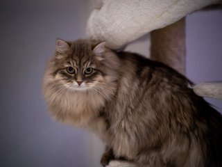 Кумедна реакція котів, які вперше опинилися на вулиці (ФОТО)