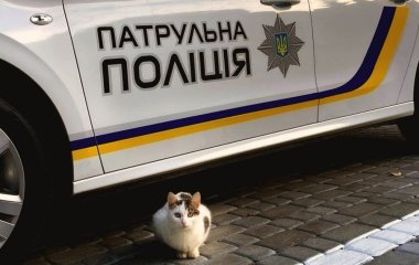 Як дістати кота з-під машини: поліція дала важливі поради водіям у холодну пору року