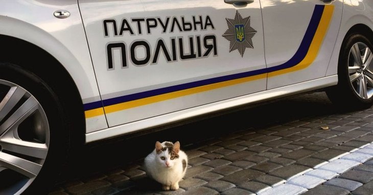 Як дістати кота з-під машини: поліція дала важливі поради водіям у холодну пору року