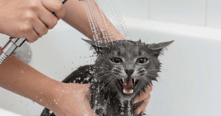 Чому коти не люблять воду: експерт пояснив причини
