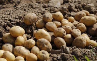 Чи можна використовувати велику картоплю для садіння навесні: городники дали відповідь